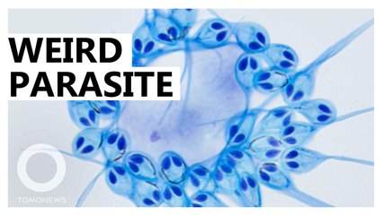 Scientists discover parasite blobs that do not breathe