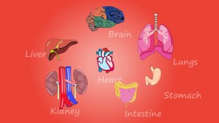 Human body organs -_human body organs in Hindi Urdu, human body organ system,