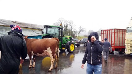 Salon de l'agriculture. Vercel : 14 montbéliardes s'apprêtent à partir pour Paris