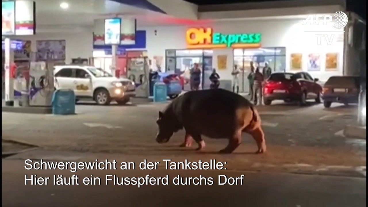 Läuft ein Nilpferd durchs Dorf...