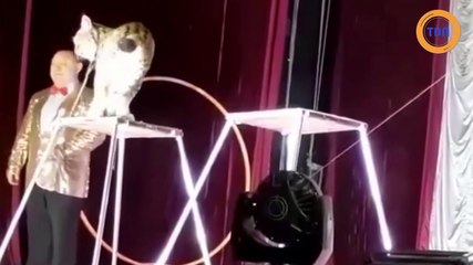 Un lynx attaque son dompteur pendant un numéro de cirque