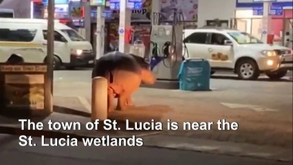 Hippo goes on walkabout in South African town