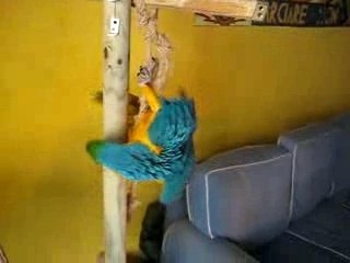 Sbrocco, camarade à plumes