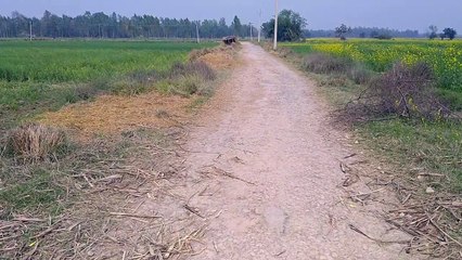 सड़क गड्ढों में तब्दील नहीं ध्यान दे रहे जिम्मेदार