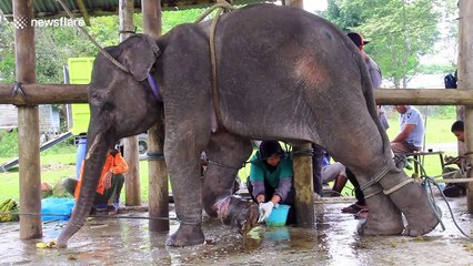 Elephant brutally injured by hunter's snare treated at wildlife sanctuary in Indonesia