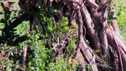 Baboon Male Escapes Vasectomy Operation, Takes Two Females With Him