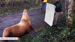 Sea Lion Rescued After Traveling Miles From Water