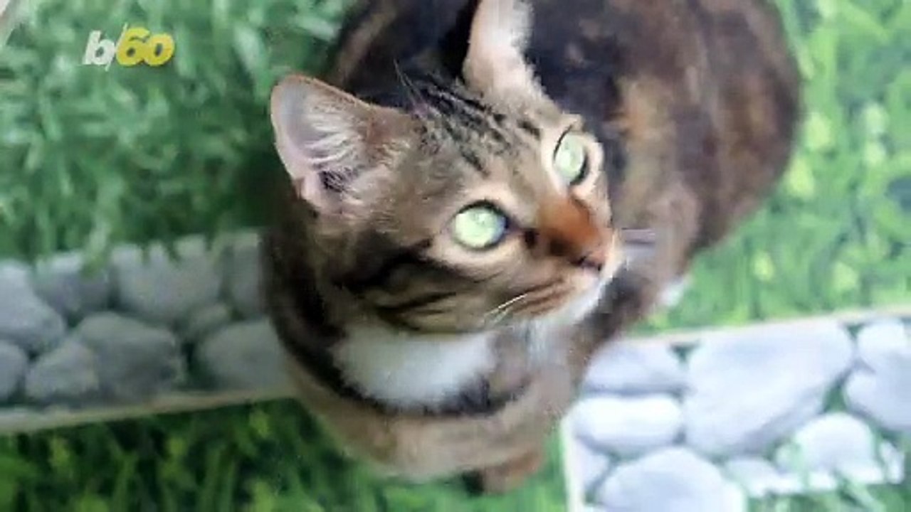 Do Cats Recognize Their Names?