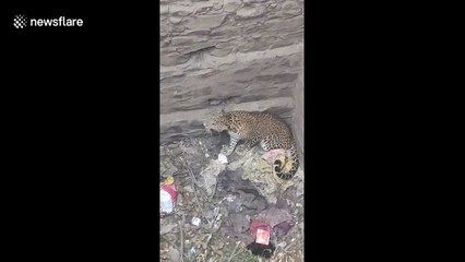 Leopard and dog fall into well in India during struggle and both have to be rescued