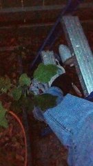Man Hoses Down Trespassers
