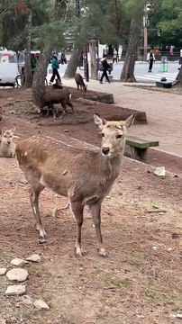 Cette biche chasse un enfant du parc, sa mère se marre !