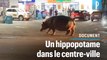 Un hippopotame se promène au cœur d’une ville d'Afrique du Sud