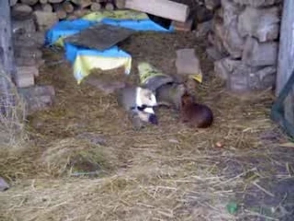 Sortie des petits
