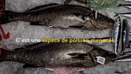 Une baleine sauvée de filets de pêche par une équipe de Sea Shepherd dans le golfe de Californie