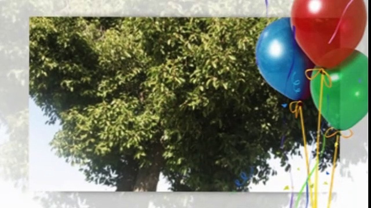 Bakul ful bakul ful sona diya haat