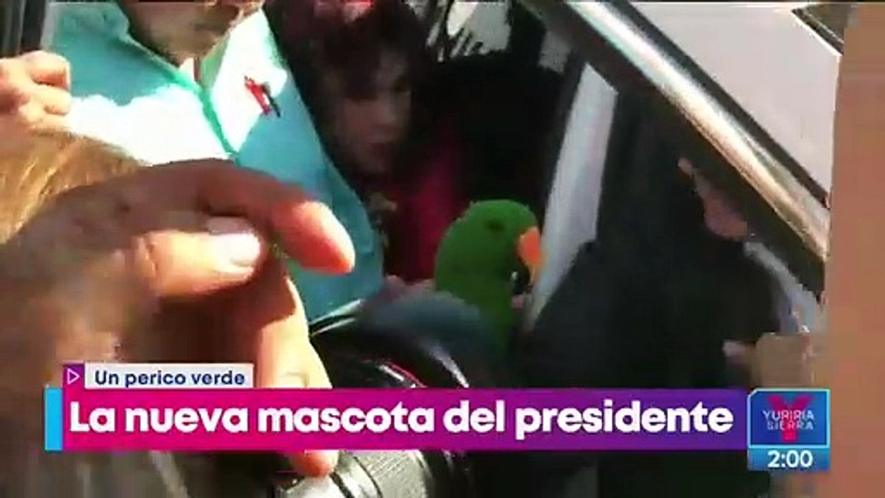 Le regalan un perico verde a López Obrador en su visita a Torreón