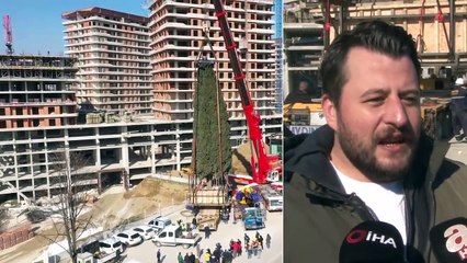 55 Yıllık Selvi Ağacı Böyle Taşındı