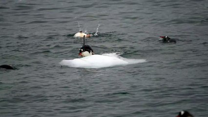 Penguins Can't Land on Slippery Iceberg