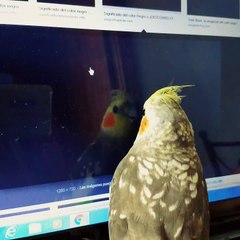 Cockatiel Trying to Catch Mouse Pointer