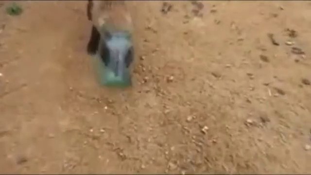 Regardez pourquoi ce renard vient demander de l'aide