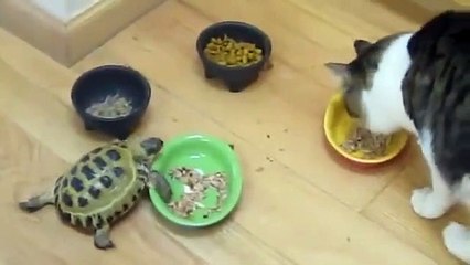 Cette tortue n'aime pas les chats et le leur fait savoir