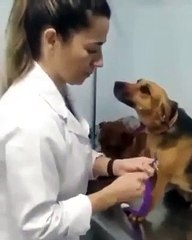 Ce chien est tombé amoureux de la vétérinaire... Adorable