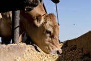 Feeding Beer Waste to Cows Reduces Methane Emissions, Study Shows