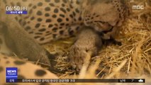 [이 시각 세계] '세계 최초' 인공수정으로 태어난 치타