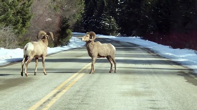 Bighorn Sheep Showdown in the Street
