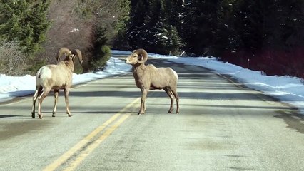Bighorn Sheep Showdown in the Street
