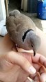 Adorable Dove Sings to His Owner