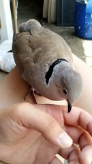 Adorable Dove Sings to His Owner