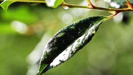 40 Pertanyaan Kuis Sekolah yang Membuat Orang Dewasa Pusing