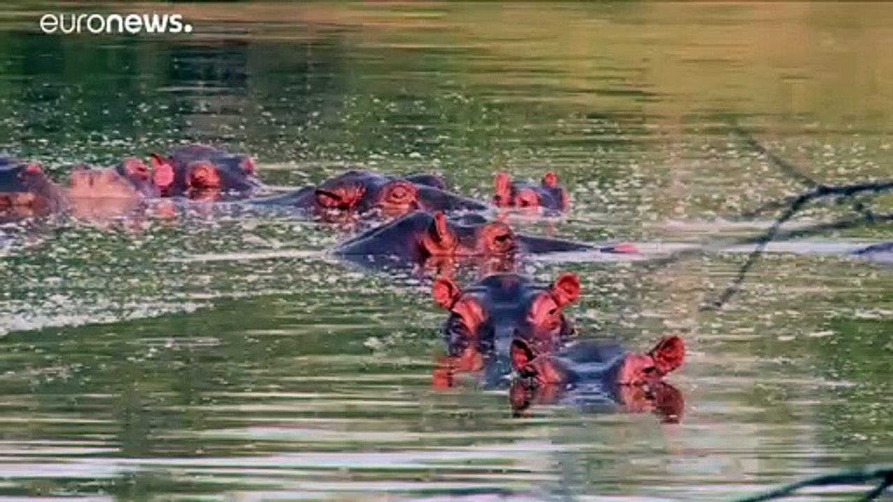 Invasion der narco-hippos