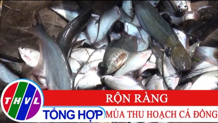 Cà Mau vào mùa thu hoạch cá đồng