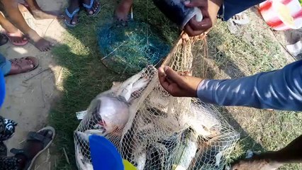 Lots of Fish Catched at Muchibadla Pond | Rozina’s Club