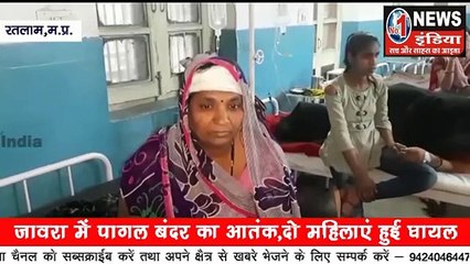 रतलाम: शहर में बंदरों का आतंक, दो महिला को किया घायल