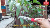mango grafting techniques | mango grafting root
