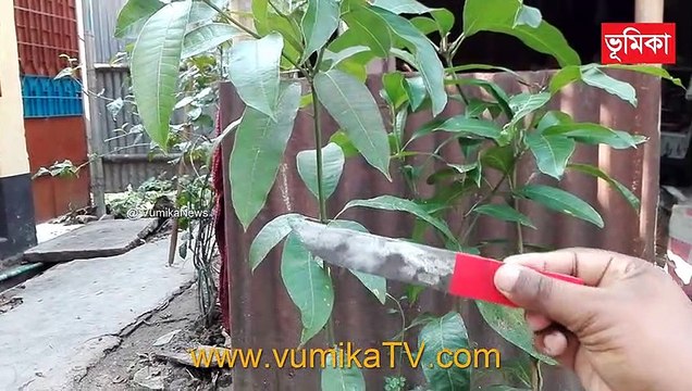 mango grafting techniques | mango grafting root