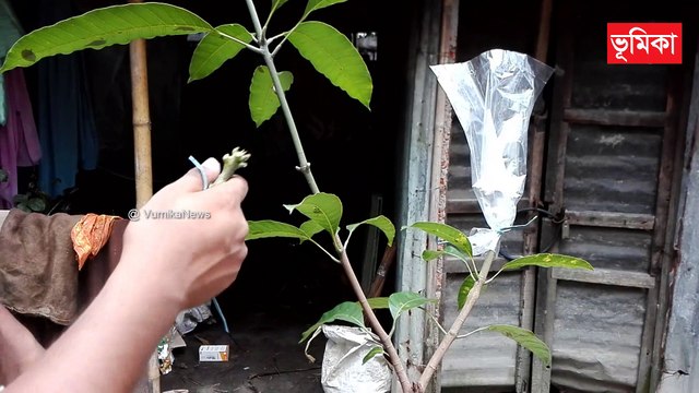 mango grafting techniques | mango grafting root