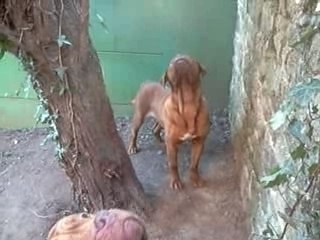 ... le chat dans l'arbre !