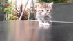 Funny, Cute, Adorable Cats And Kittens Meowing Compilation 02
