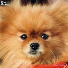 Perros enfermos por nuestra culpa.