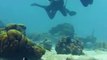 Hombre le propone matrimonio a su novia nueve metros bajo el agua en el mar Caribe