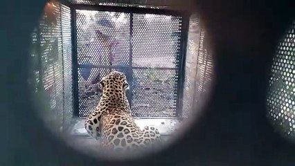 धार: 7 साल के बच्चे का शिकार करने वाला खतरनाक तेंदुआ पिंजरे में कैद