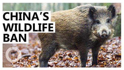 China's wildlife consumption ban explained