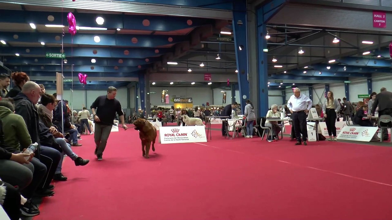 Dogue de Bordeaux at French Dog Show (Toulouse 2020 Expo Canine)