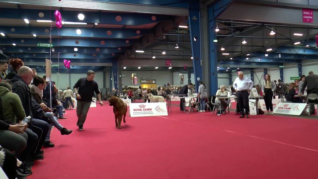 Dogue de Bordeaux at French Dog Show (Toulouse 2020 Expo Canine)