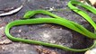 Most uncommon snakes in the world || এই সাপ গুলো দেখলে অবাক হবেন আপনিও||  পৃথিবীর সবথেকে আনকমন ৭ টি সাপ