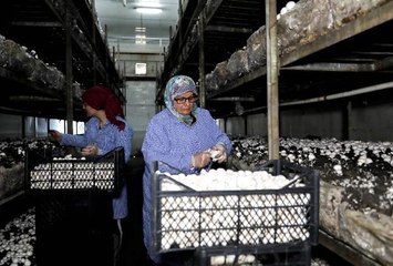 Türkiye'nin mantar merkezi Korkuteli'de üreticiler fiyat artışı istiyor